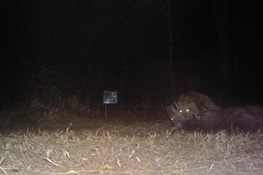 Night Stalker: Rare camera trap images show leopard making kill in India’s Bhadra Tiger reserve